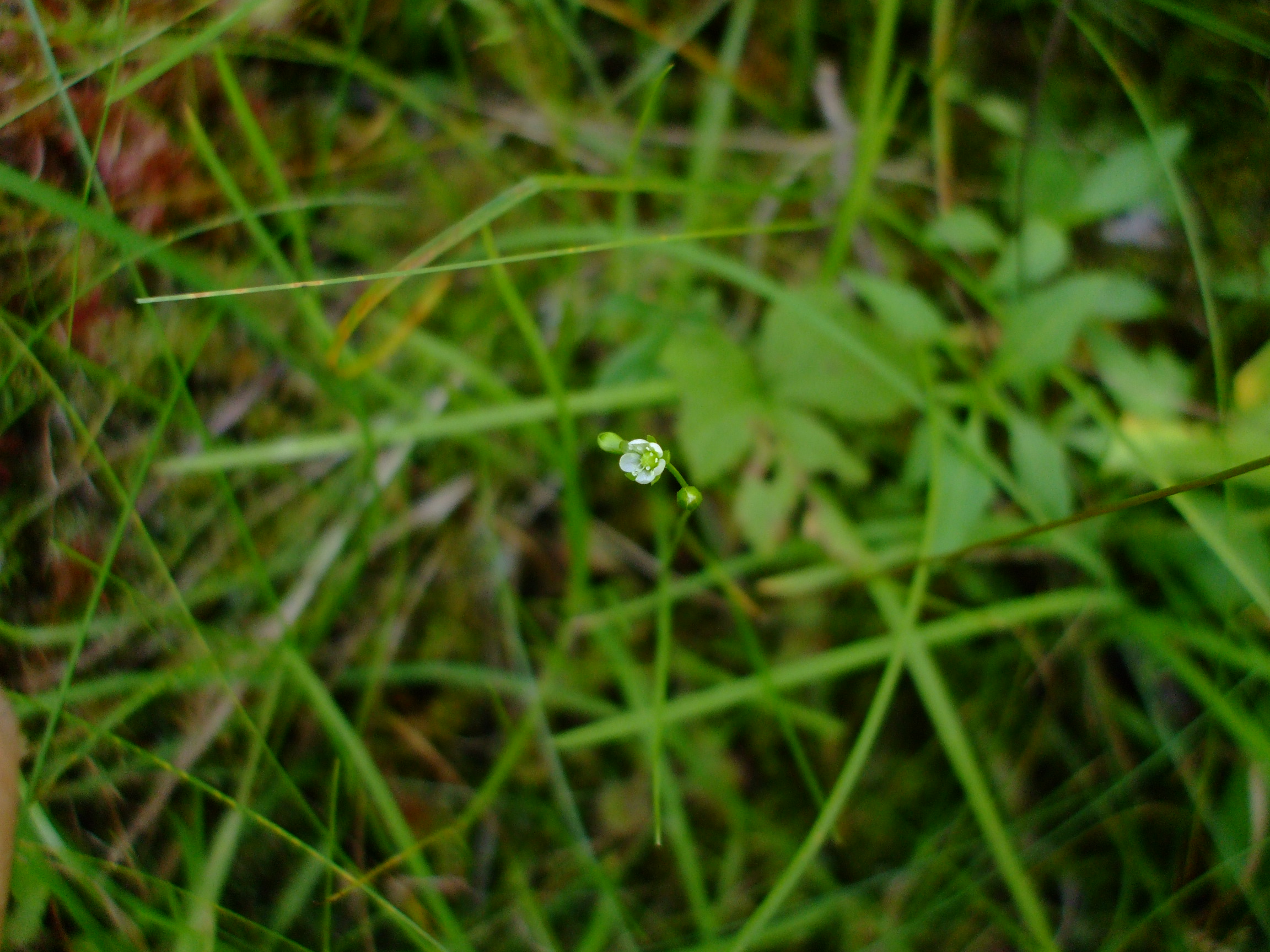 Drosera rotundifolia